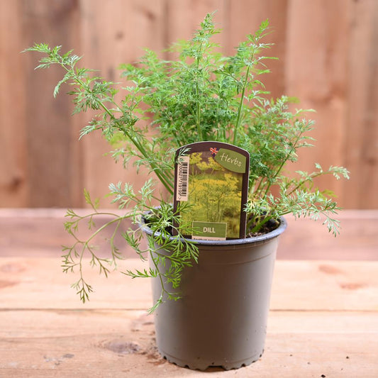 Dill - Anethum Graveolens 1L