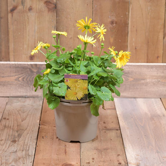 Doronicum Orientale Leonardo Compact 1L