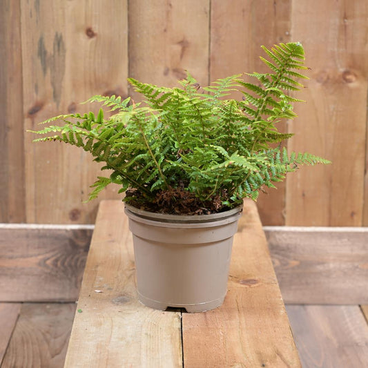 Dryopteris Affinis 17cm pot