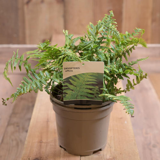 Dryopteris Affinis  2L