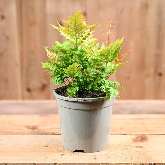 Dryopteris Erythrosora 1L