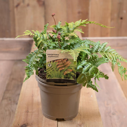 Dryopteris Erythrosora 2L