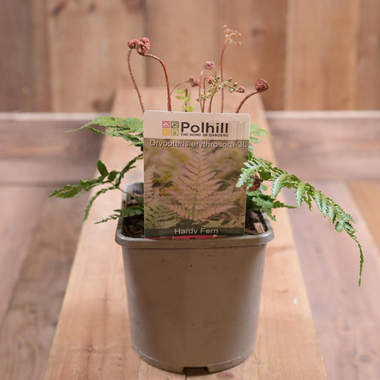 Dryopteris Erythrosora 3L