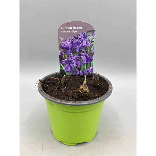 English Bluebells 9cm