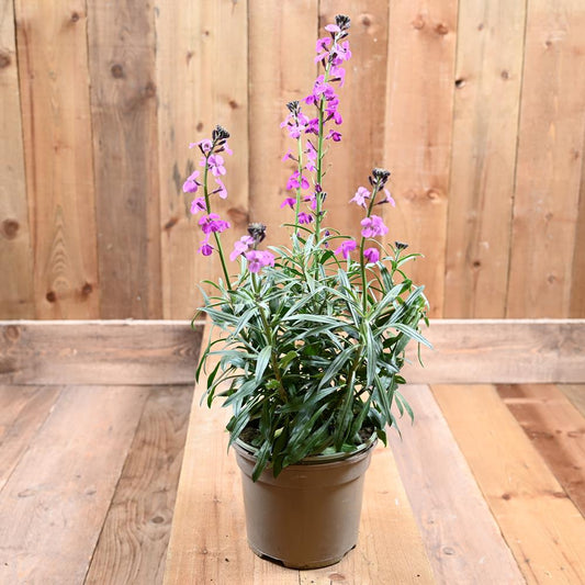 Erysimum Bowles Mauve 2L