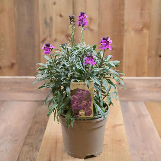 Erysimum Bowles Mauve 2L