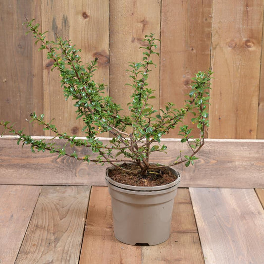 Escallonia Apple Blossom 3L