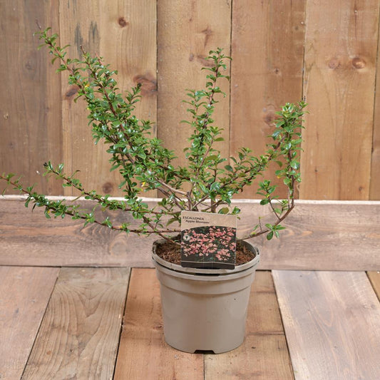 Escallonia Apple Blossom 3L