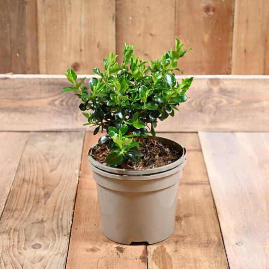 Escallonia Iveyi 3L