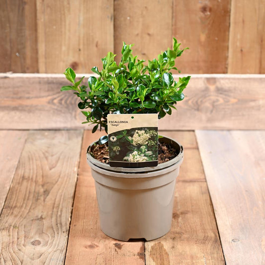 Escallonia Iveyi 3L
