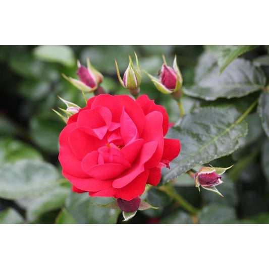 Eternity Bush  3L