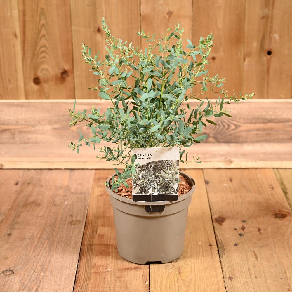 Eucalyptus France Blue 3L