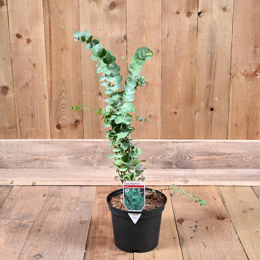 Eucalyptus Gunnii 3L