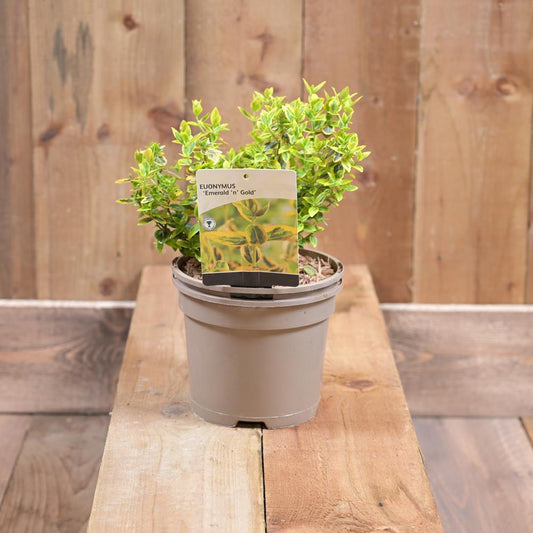 Euonymus Fortunei Emerald N Gold