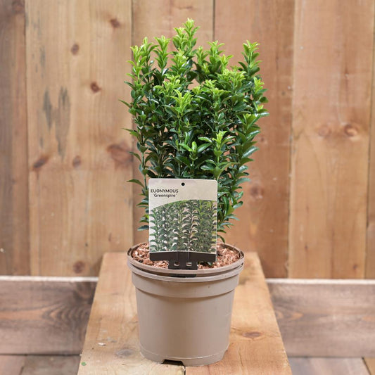Euonymus Jap Greenspire 2L