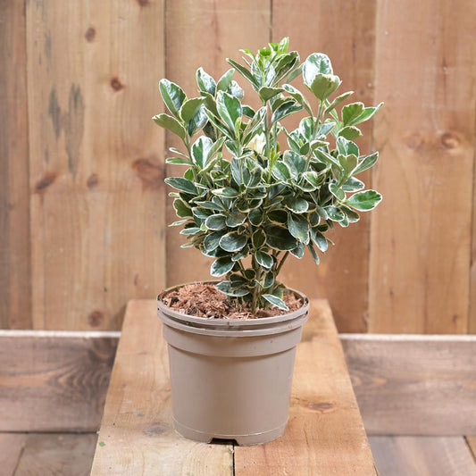 Euonymus 'Kathy' 2L