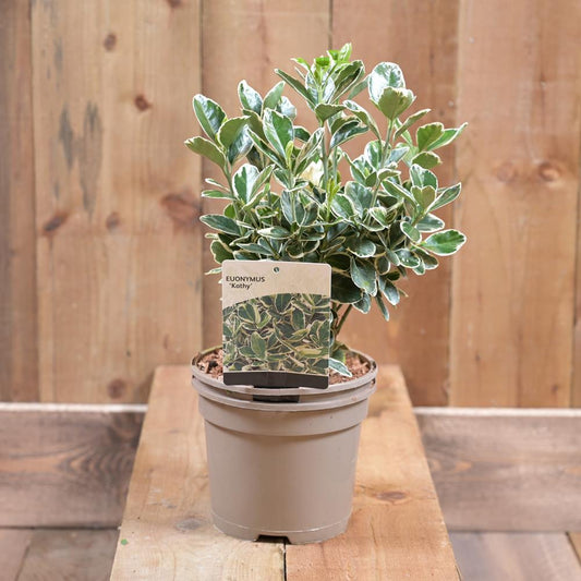 Euonymus 'Kathy' 2L