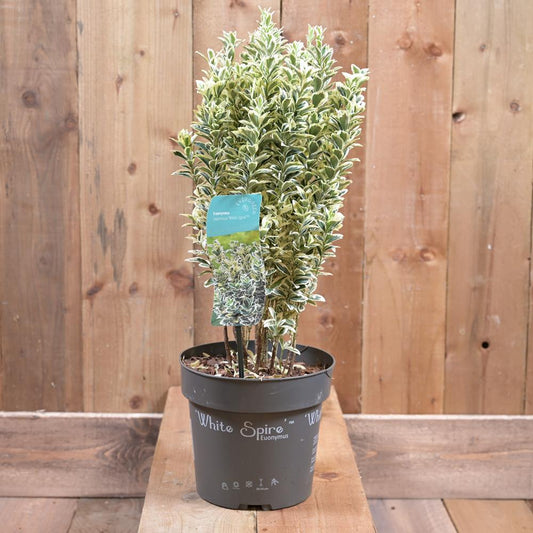 Euonymus White Spire In a 2L Pot