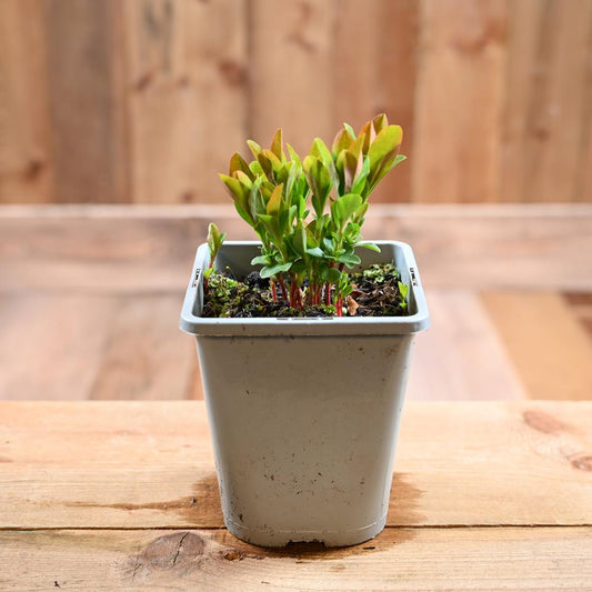 Euphorbia Amygdaloides Robbiae 1L