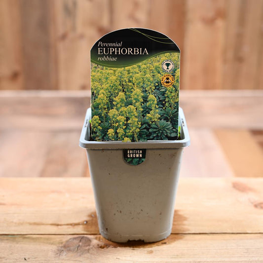 Euphorbia Amygdaloides Robbiae 1L