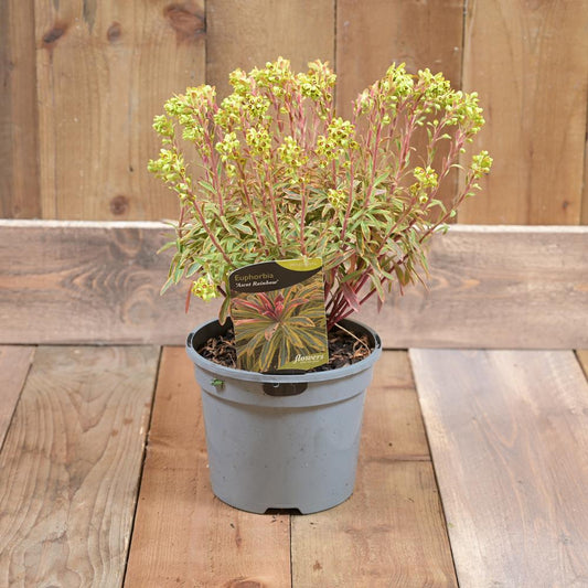 Euphorbia X Martini Ascot Rainbow 3l