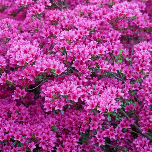 Evergreen Azalea Amoena 3L  Purple