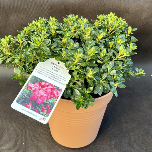 Evergreen Azalea Anouk 3L