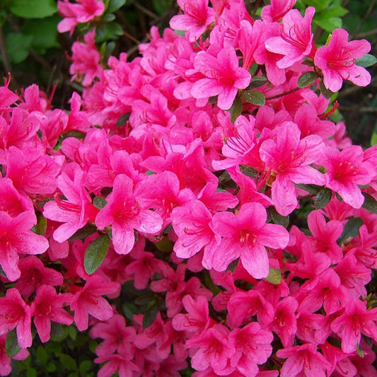 Evergreen Azalea Anouk 3L
