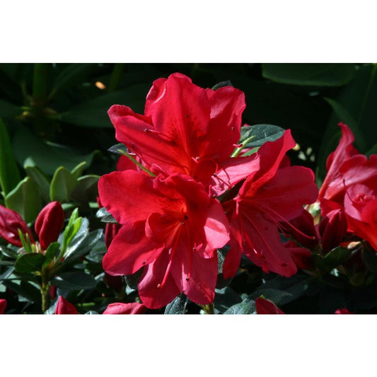 Evergreen Azalea Arabesk 3L