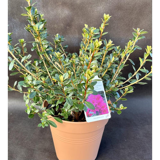 Evergreen Azalea Blue Danube 3L