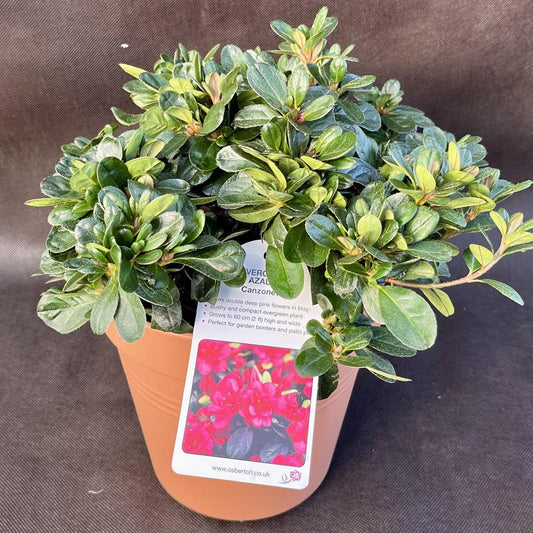 Evergreen Azalea Canzonetta 3L  Pink
