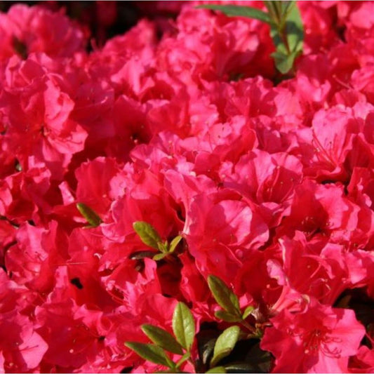 Evergreen Azalea Canzonetta 3L  Pink
