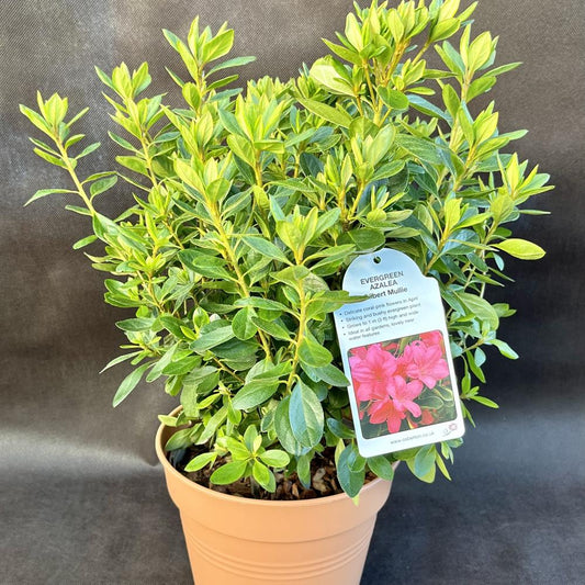Evergreen Azalea Gilbert Mullie 3L Pink