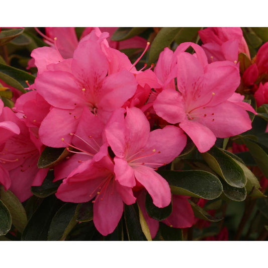 Evergreen Azalea Gilbert Mullie 3L Pink