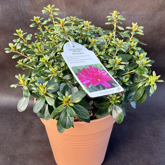 Evergreen Azalea Kermesina 3L