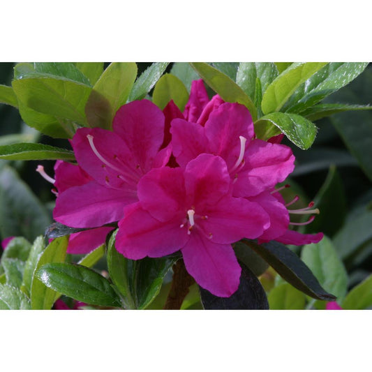 Evergreen Azalea Kermesina 3L