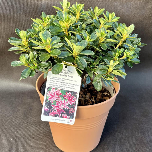 Evergreen Azalea Kermesina Rose 3L Pink/White