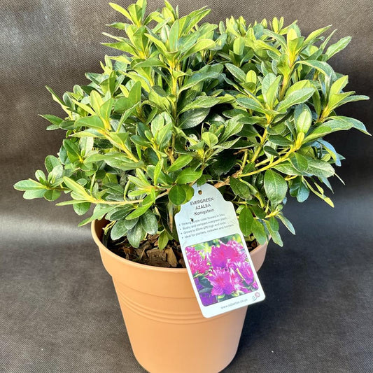 Evergreen Azalea Konigstein 3L