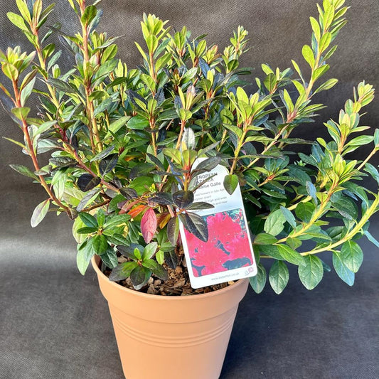 Evergreen Azalea Madame Galle 3L
