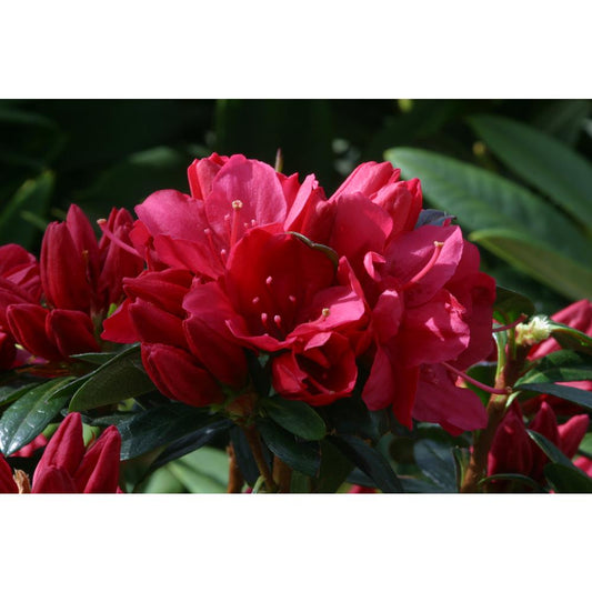 Evergreen Azalea Madame Galle 3L