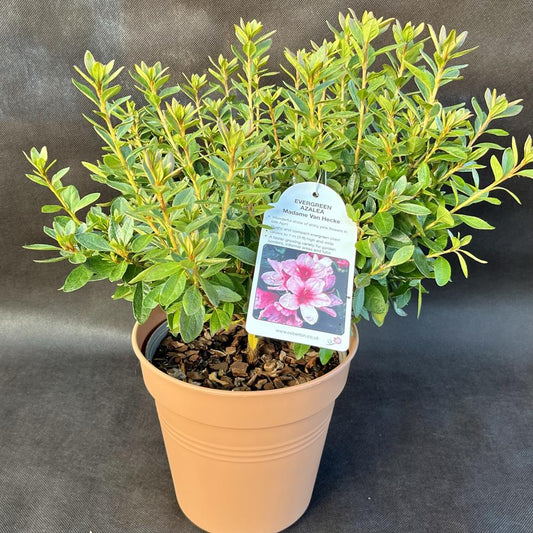 Evergreen Azalea Madame Van Hecke 3L Pink