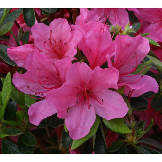 Evergreen Azalea Madame Van Hecke 3L Pink