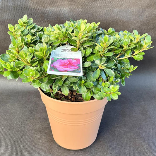 Evergreen Azalea Maria Elena 3L