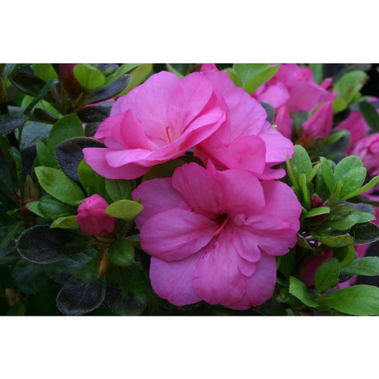 Evergreen Azalea Maria Elena 3L
