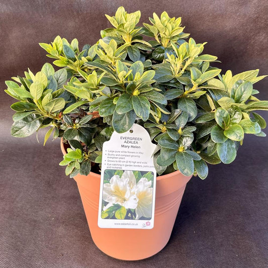 Evergreen Azalea Mary Helen 3L