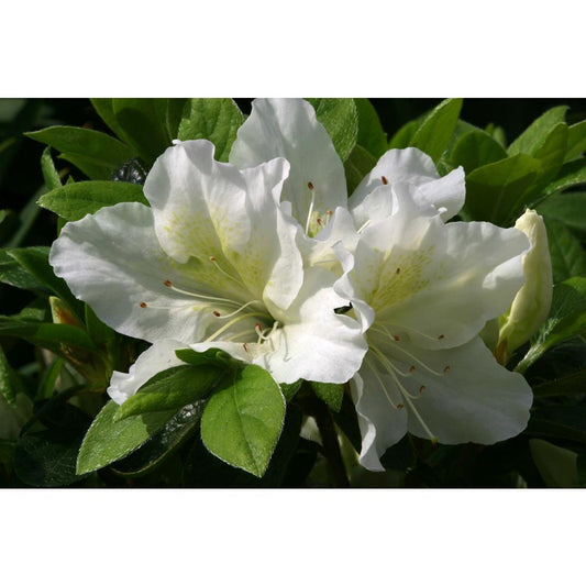 Evergreen Azalea Mary Helen 3L