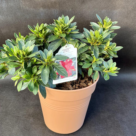 Evergreen Azalea Red Wing 3L