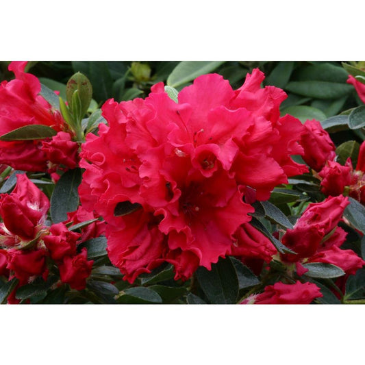 Evergreen Azalea Red Wing 3L