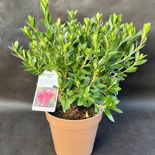 Evergreen Azalea Rosa 3L