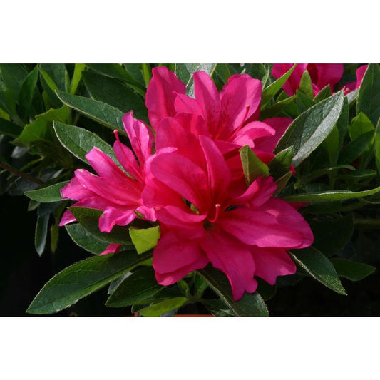 Evergreen Azalea Rosa 3L